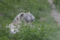 Cjp_2011_08_02_085725 (1).jpg